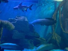 -多彩贵州城极地海洋世界