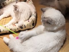 -滚猫咖啡·猫咖·猫友好撸猫(未来城店)