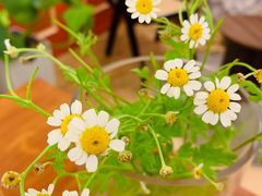 -LuluCake·路鹿蛋糕