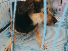 -致善宠物医院(体育路店)