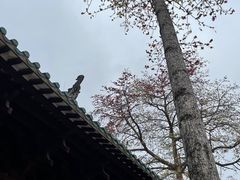 -光孝寺