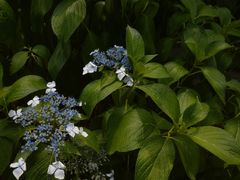 -老山国家森林公园