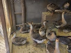 -鱼窝棚柴火铁锅炖(富山屯店)