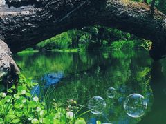 -上海共青森林公园