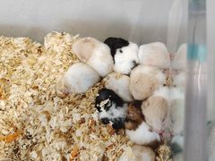 -怪兽屋·羊驼·猫咖·狗咖(俊华广场店)