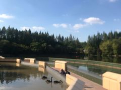 -东平国家森林公园