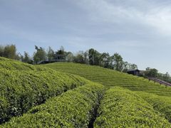 -香芙茗茶楼(梅家坞总店)