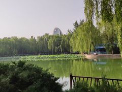 -团结湖公园