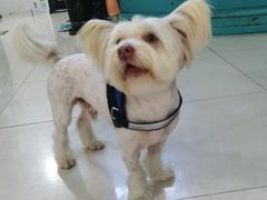 -翊宠yipet猫狗购宠庄园犬舍•猫舍