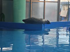 -海合安武汉极地海洋公园