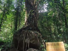 -莫里热带雨林景区