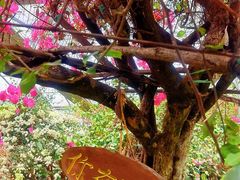 -呀路古热带植物园