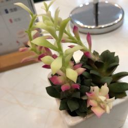 -欧扬医疗美容