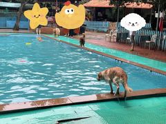 -良成狗狗乐园