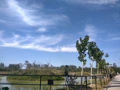 -合肥滨湖国家森林公园