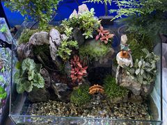 -青石桥花鸟鱼虫市场(叠翠城店)