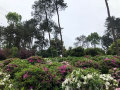 -南山植物园