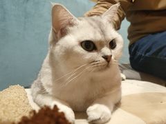 -滚猫咖啡·猫咖·猫友好撸猫(未来城店)