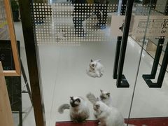 -藏猫猫咖啡主题馆(中央大道店)