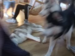 -Husky Go! 哈士奇体验馆·宠物咖啡厅狗咖