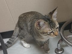 -安安宠医宠物医院·异宠·犬猫内科(岳阳分院)