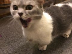 -猫色咖啡·猫咖