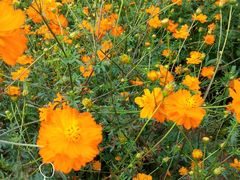 -北纬44度·金珠花海休闲农业旅游景区