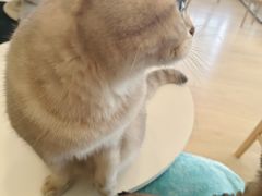-Let's go狗咖·猫咖·奶狗·桌游(春熙路IFS店)
