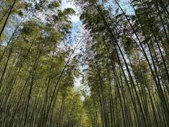 -大奇山国家森林公园