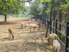 -北京麋鹿生态实验中心