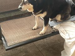 -柴犬高等学院·狗咖·柴犬售卖·宠物训练