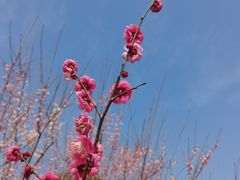 -花开海上生态园