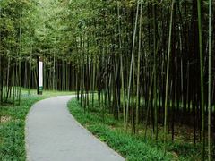 -黄海国家森林公园