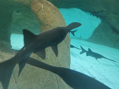 -石家庄市动物园