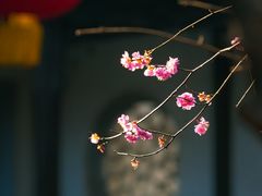 -雨花胜境