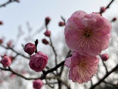 -上海植物园-4号门售票处