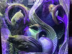 -太平洋海底世界