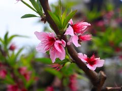 -南汇桃花村