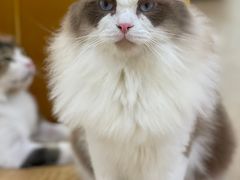 -1013 PET SHOP精品宠物商店(丁香店)