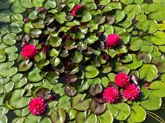 -国家植物园南园