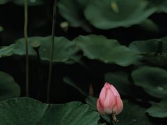 -梁鸿国家湿地公园