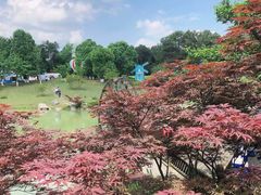 -铁山坪森林公园