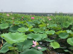 -荷塘月色湿地公园·向阳花洲