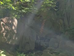 -六里坪国家森林公园