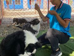 -宠物寄养训练学校