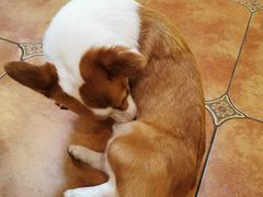 -more than meow吴止猫主题餐厅(承德 中船汇店)