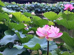 -陈家山荷花公园