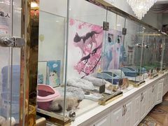 -糯米喵星人总部直营旗舰店·猫舍·幼猫出售