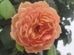 -嘉北郊野公园