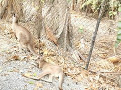 -威勒比开放式动物园